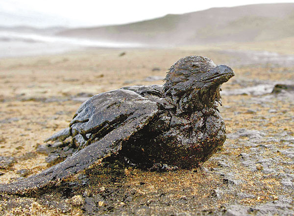 Olajjal borított madár a spanyol tengerparton, a Prestige tankerhajó 2002-es katasztrófája után