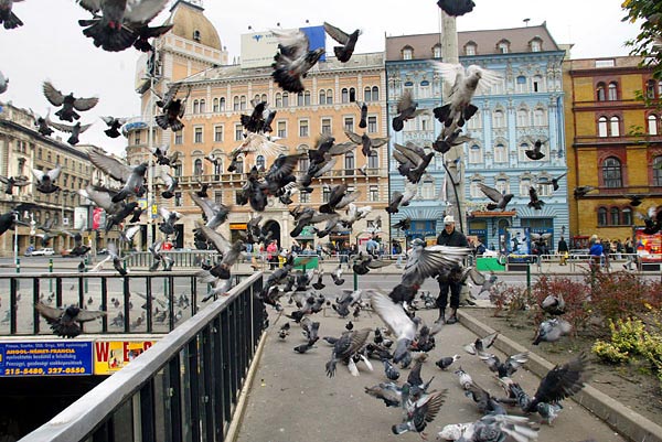 A városháza most szakértők bevonásával keresi a megoldást a madarak távoltartására