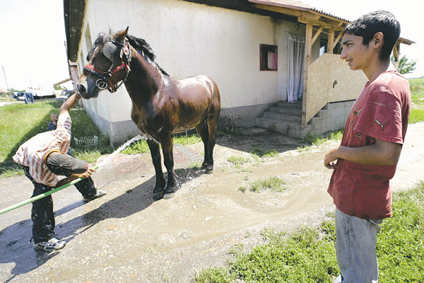 Róbert, a hároméves csődör