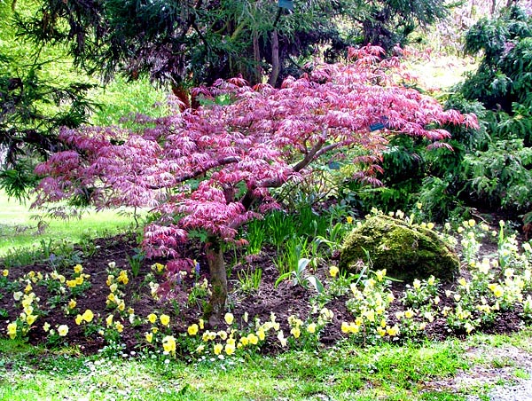A vörös levelű japán juhar minden kertet feldob, de nehéz jó helyet találni számára