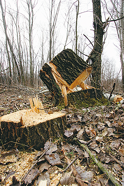 Táborfalván is fatolvajok pusztították az erdőt