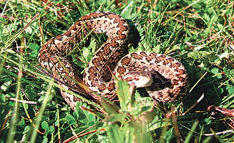 A rákosi vipera is kap pénzt