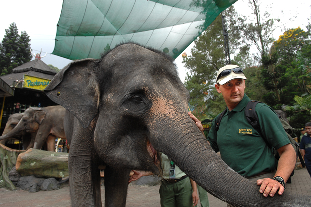 Takács Zoltán, a Nyíregyházi Állatpark vezető gondozója, elefánt-konferenciára utazott Thaiföldre