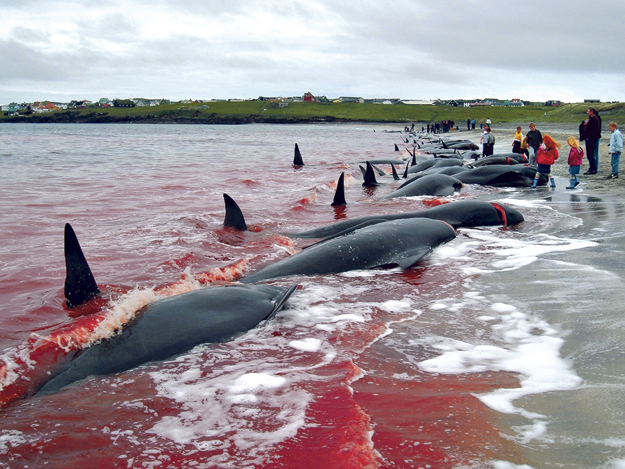 Feröer szigeteteki bálnamészárlás