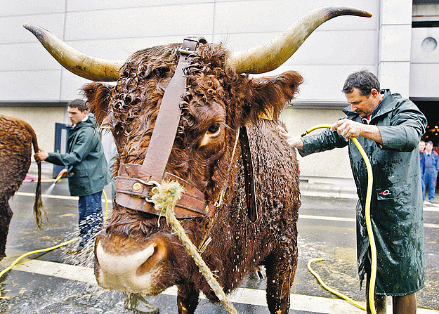 Bemutatóra készíti fel marháját egy francia farmer a párizsi farmerkiállításon