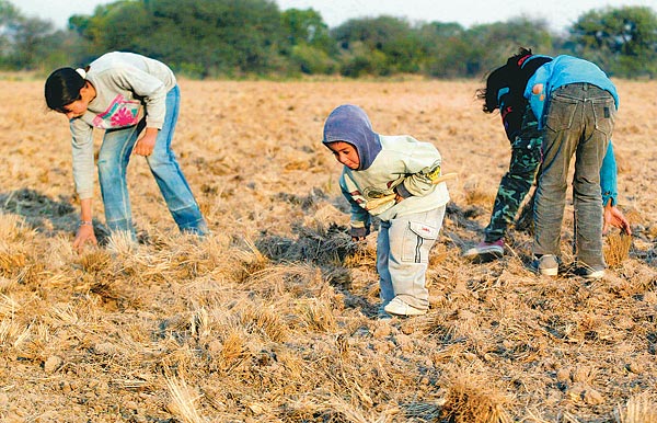 Gyermekmunkások argentínai ültetvényen  