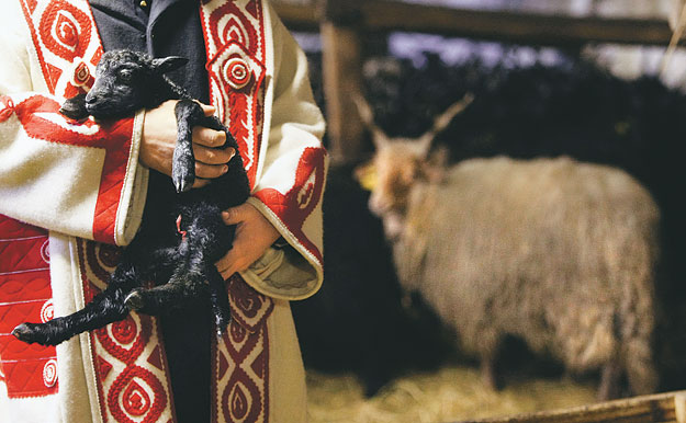 A racka juhoknál az ellés akár tíz perc alatt lezajlik