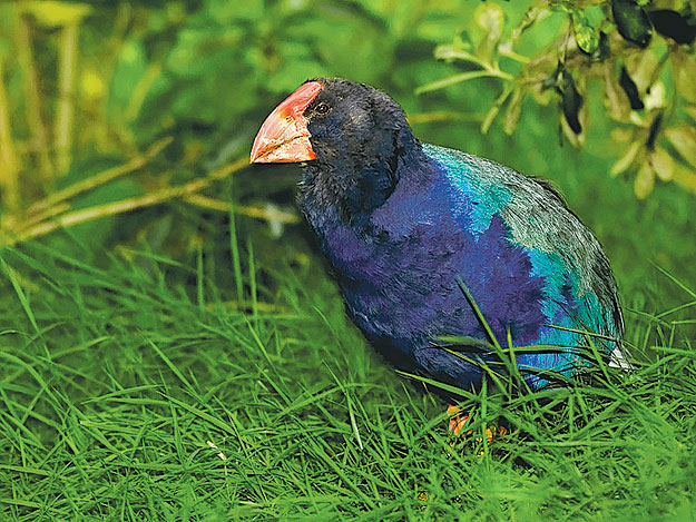 A takahe  WWW.OSQR.SE