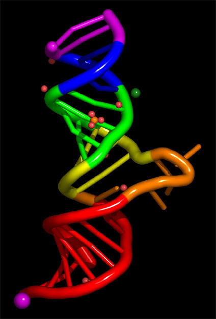 Az RNS (ribonukleinsav)