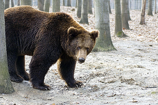 Lolka a Nyíregyházi Állatpark 4 éves medvéje