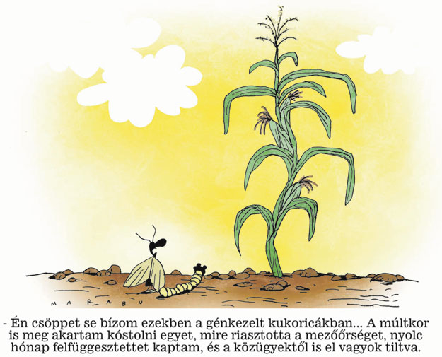 - Én csöppet sem bízom ezekben a génkezelt kukoricákban... A múltkor is meg akartam kóstolni egyet, mire riasztotta a mezőőrséget, nyolc hónap felfüggesztettet kaptam, és a közügyektől is el vagyok tiltva