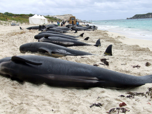 Gömbölyűfejű delfinek tetemei a Hamelin-öbölben. ezeket már nem sikerült megmenteni