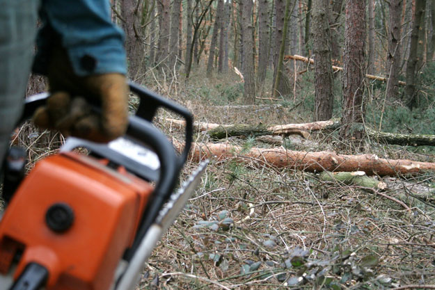 Fenyőfő, 2009. március 26.

Egy favágó dolgozza fel láncfűrésszel a tél során kidőlt fákat egy fenyőerdőben a Győr-Moson-Sopron megyei Fenyőfő közelében. A pápai székhelyű Bakonyerdő Zrt. Bakonyszentlászlói Erdészetének munkatársai folyamatosan szá