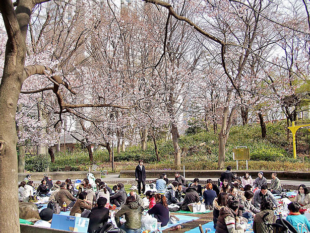 Piknik a cseresznyefák alatt Tokióban
