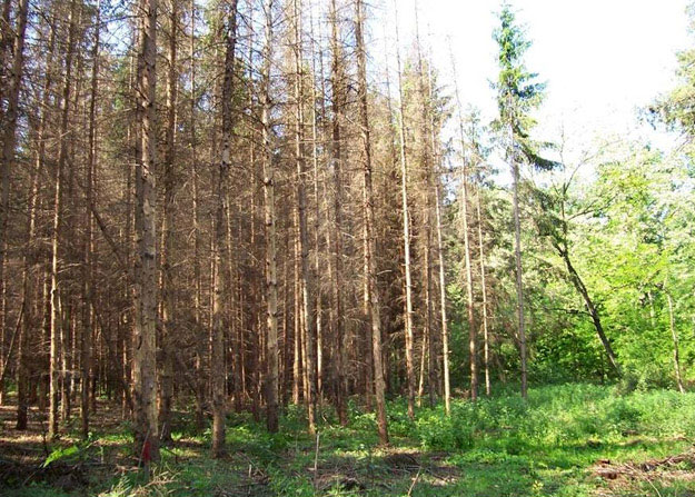 Kiszáradt fenyves a Kőszegi-hegységben