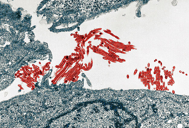 Vörös szín jelzi a H1N1 vírust