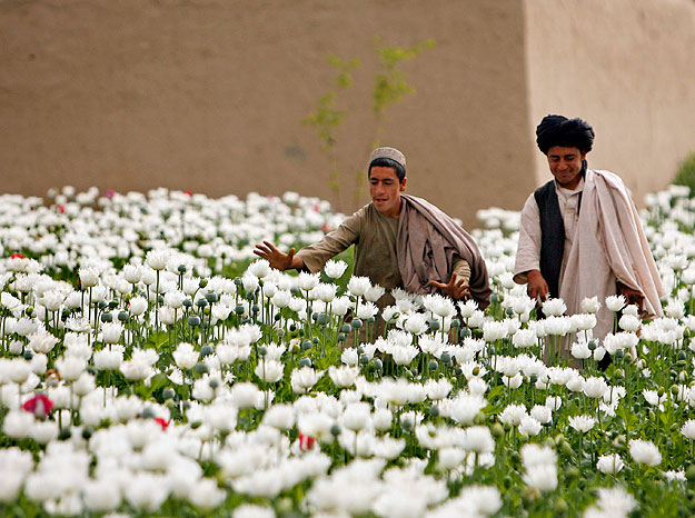 Afghan men check their poppy crop in Musa Qala, Helmand province, March 27, 2009. REUTERS/Omar Sobhani (AFGHANISTAN CONFLICT)