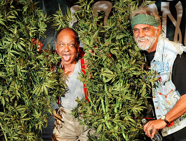 Cheech Marin és Tommy Chong humoristák kifejlett cannabis-növények mellet pózolnak Los Angelesben 2008-ban