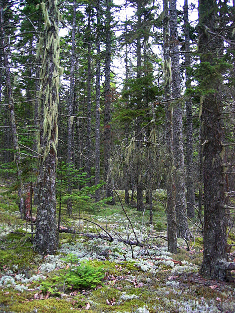 Az orosz erdőknek ma már csak negyven százaléka érintetlen
