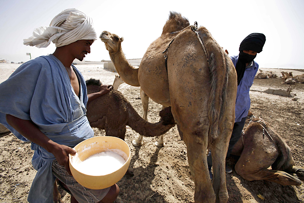 Tevehajcsárok Nuaksútban. Az élelmezés Mauritánia nagy problémája
