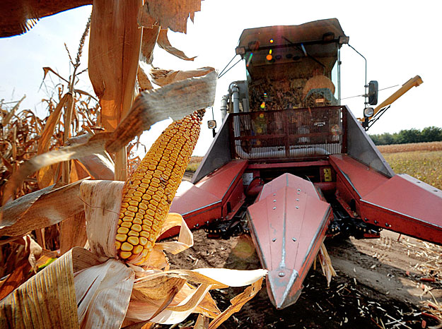 Debrecen, 2009. szeptember 29.
A Hajdú Bihar Megyei Mezőgazdasági Szakigazgatási Hivatal Földművelésügyi Hivatalának Növényfajta-kísérleti osztály kismacsi üzemében egy hét alatt betakarítják a termesztési kísérletben beérett kukoricát. A 410 fajtaj