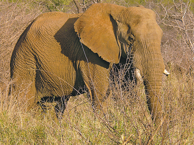 A Kruger Nemzeti Park egy elefántja. A természetvédelmi terület felkeresése kihagyhatatlan dél-afrikai program