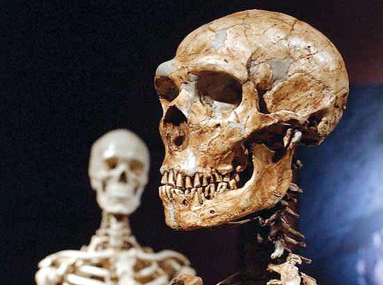 A reconstructed Neanderthal skeleton, right, and a modern human version of a skelaton, left, are on display at the Museum of Natural History Wednesday, Jan. 8, 2003 in New York. The Neanderthal skeleton, reconstructed from casts of more than 200 Nean