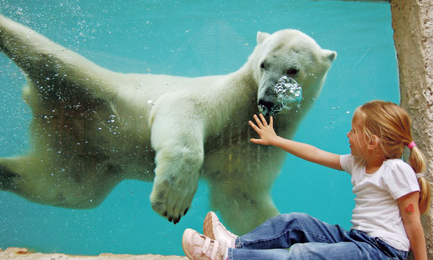 A gyerekek kedvence Jorek, a jegesmedve. Lengyelországból érkezett, még csak két és fél éves, tele van energiával