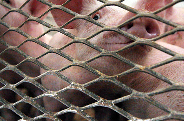A nagyüzemi állattenyésztésnek nem az állatokkal szembeni kegyetlenség az egyetlen hibája