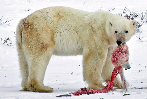 A Jeges-tengeri páncél olvadása amely több állatfaj, így a jegesmedve kihalásával fenyeget. A képen egy kannibál állat a kanadai Churchill közelében