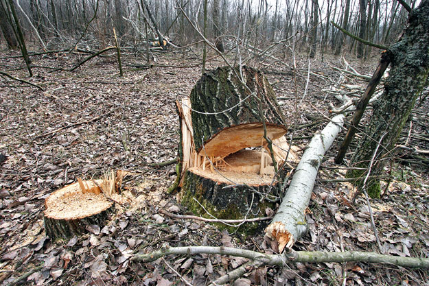 Illegális fakitermelés nyomai Táborfalván