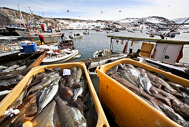 Grönlandi halászok zsákmánya az ilulissati öbölben. Lassan a sarkkörön túl is szükség lesz mélyhűtőre