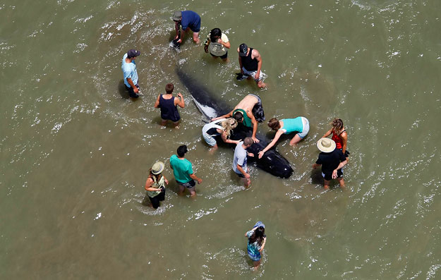 Partra vetődött gömbfejű delfint próbálnak megmenteni a Colville-öbölben, Coromandeltől északra