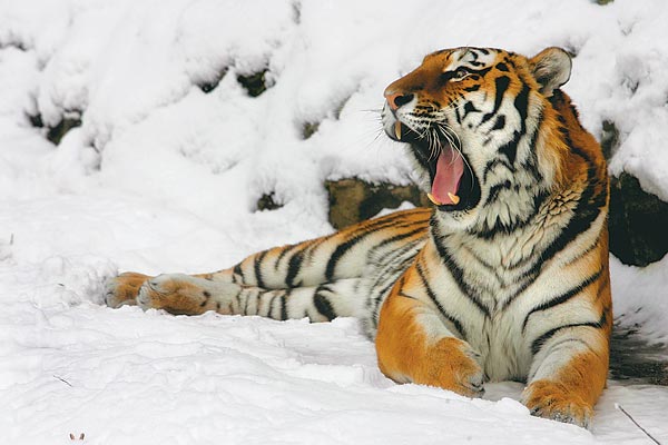 Tigris a budapesti állatkertben. Nézhetnénk mi is ötszázalékos áfáért, de nem haraptunk rá a lehetõségre   