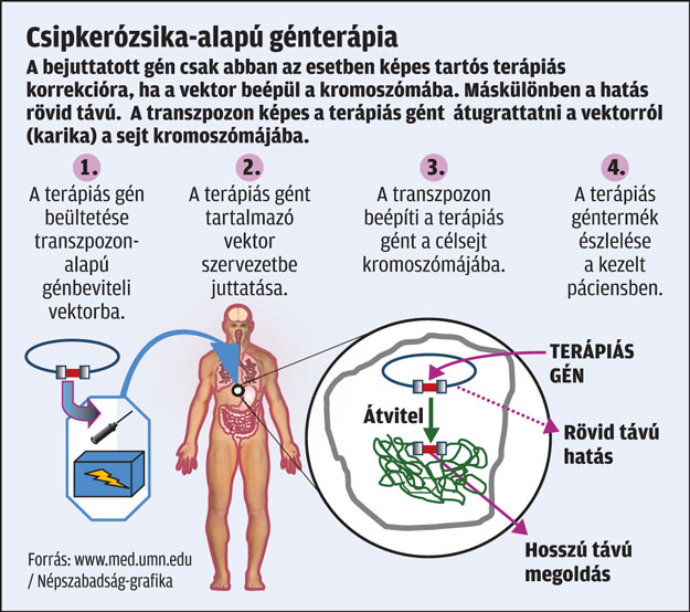 Csipkerózsika alapú génterápia
