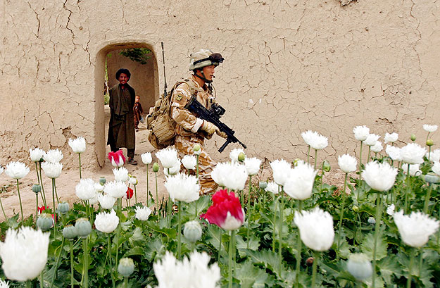 Brit járőrkatona az afganisztáni Hilmend tartomány egyik mákföldjén