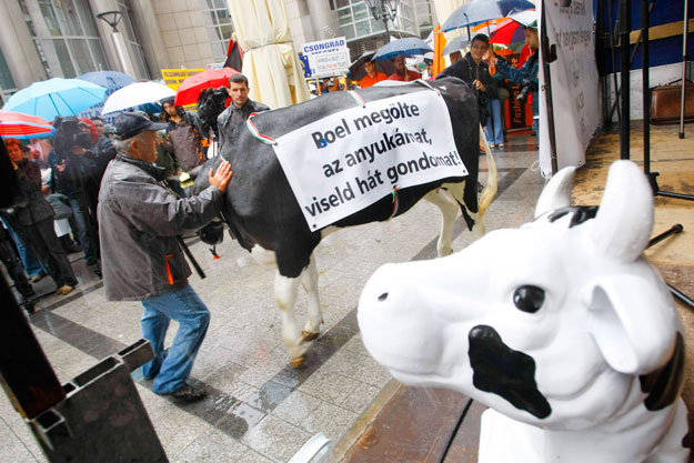 Megint lesz miért tiltakozniuk a tejtermelőknek