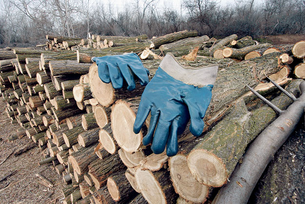 Favágó maradjon a láncfűrésznél – Egyértelművé vált, hogy a kockázatos devizaügyletek nem tartoznak az erdőgazdaság fő profiljába