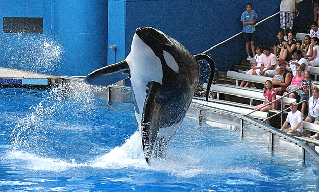 Tillikum, a killer whale at SeaWorld amusement park, performs during the show 