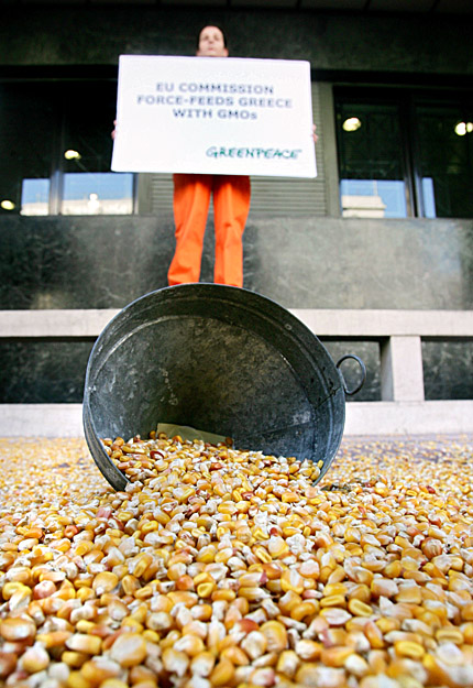 A génmódosított kukorica félelmet kelt