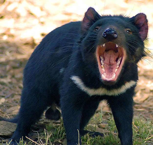Tasmán ördög