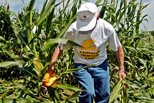 GMO – Kukoricaültetvény a franciaországi Levignacban