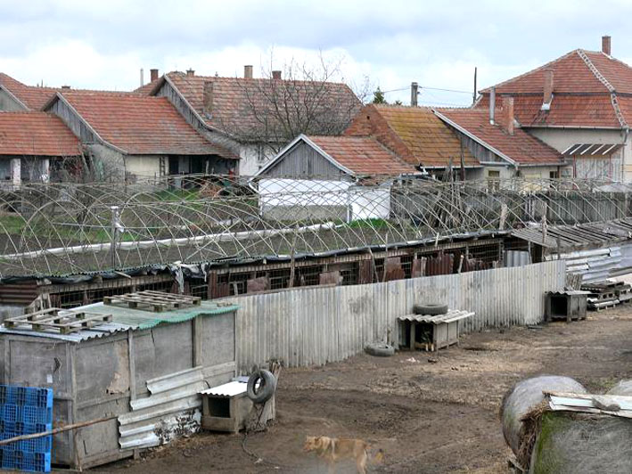 Egy állatvédő felvétele a jászfényszarui ház udvaráról, ahol apró bokszokban több száz kutya él