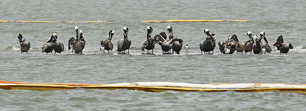 Olajfelfogó gátak közötti homokpadon pihennek a pelikánok