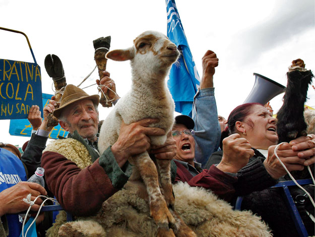 Egy férfi bárányt tart magasba a román gazdák májusi kormányellenes tüntetésén