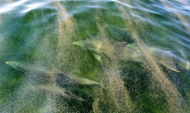 Palackorrú delfinek raja az olajszennyezett vizben