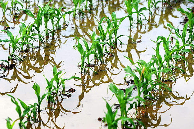 Vízben álló haszonnövények – elveri az eső a termést