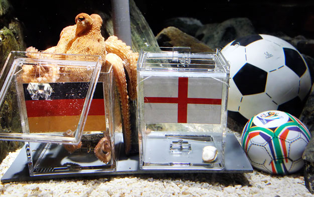 Német–angol minden szinten. Életkép Paullal, a polippal az oberhauseni tengeri akváriumból...