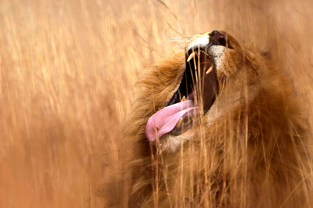 A lion yawns at a nature reserve on the outskirsts of Pretoria June 29, 2010.  REUTERS/Enrique Marcarian  (SOUTH AFRICA - Tags: SOCIETY ANIMALS)