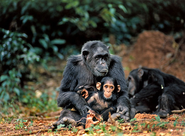 Az agresszió a csimpánzkolónia belső rendjének megszilárdításában játszik szerepet